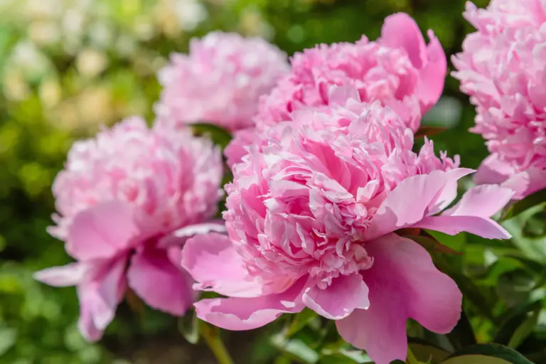 Closeup of several beautiful soft pink peonies blooming on a bush.